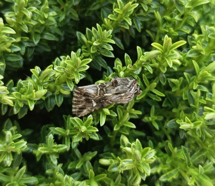 Calophasia lunula - gyújtoványfű-apróbagoly