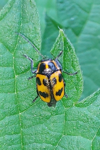 Cryptocephalus sexpunctatus - hatfoltos zömökbogár Cryptocephalus sexpunctatus - hatfoltos zömökbogár
