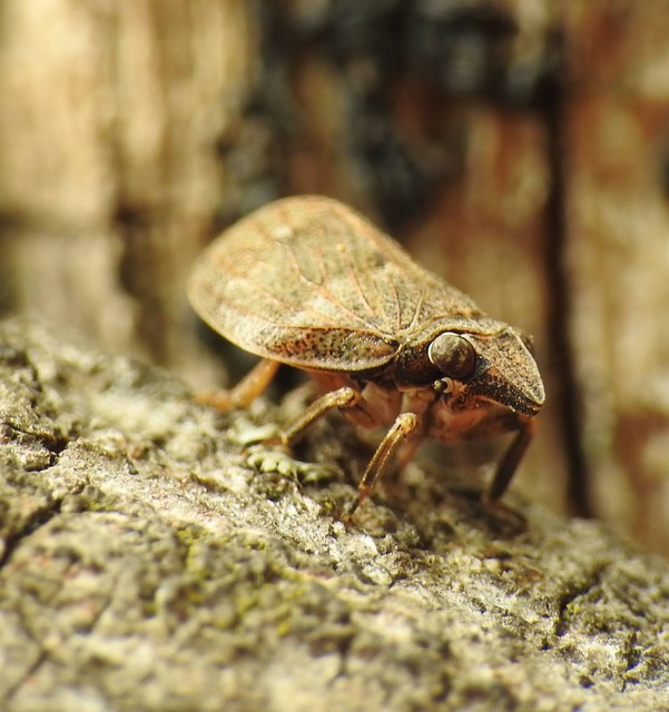 Auchenorrhyncha - Kabócák