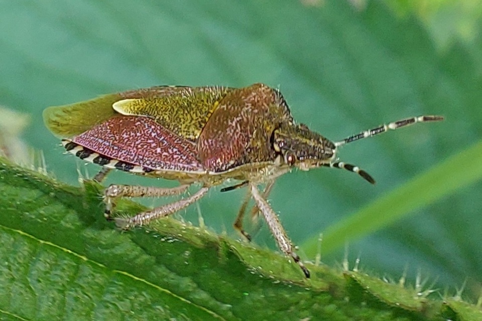 Dolycoris baccarum - közönséges bogyómászó-poloska Dolycoris baccarum - közönséges bogyómászó-poloska