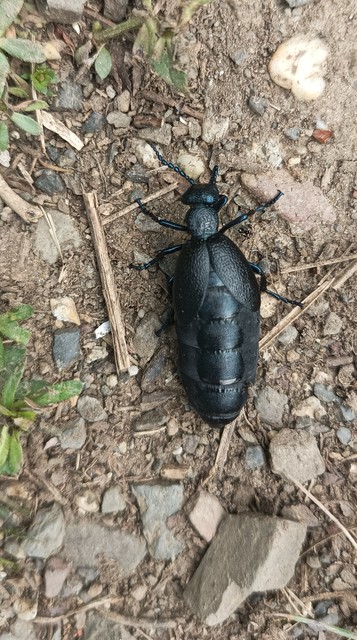 Meloe proscarabaeus - közönséges nünüke