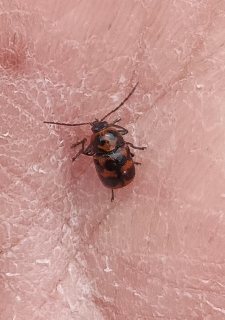 Cryptocephalus sexpunctatus - hatfoltos zömökbogár Cryptocephalus sexpunctatus - hatfoltos zömökbogár