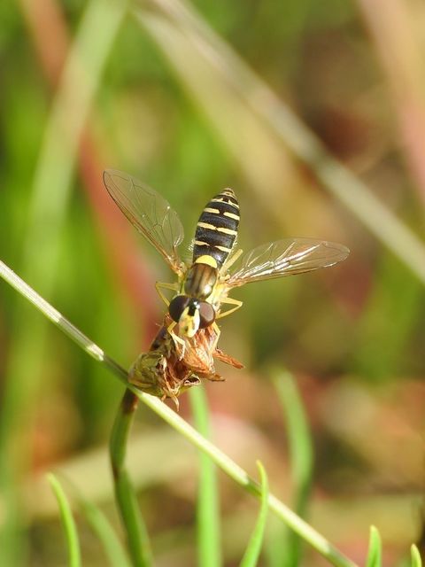 Sphaerophoria