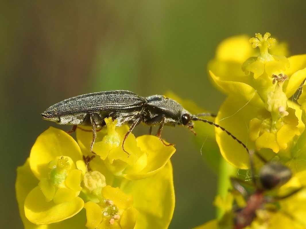 Dicronychus equiseti - zsurló-szívespattanó
