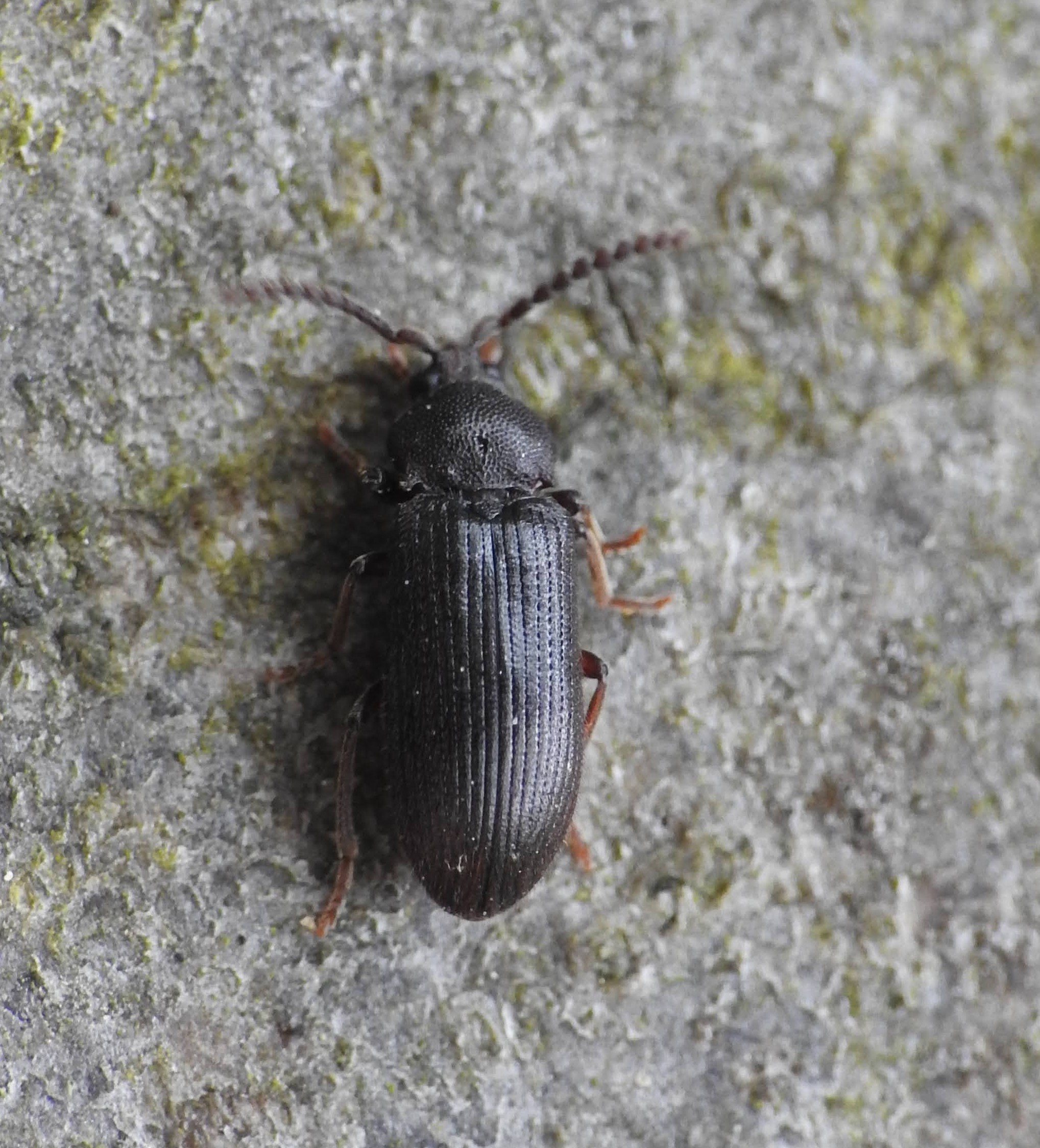 Cerophytum elateroides - európai álpattanó