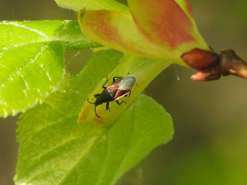 Oxycarenus lavaterae - hársbodobács