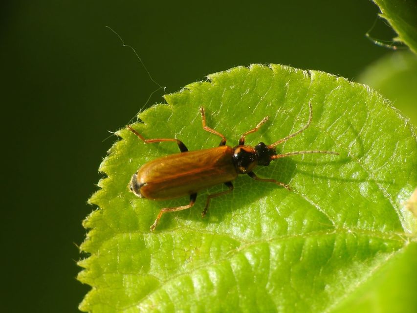 Rhagonycha nigriventris - feketecombú lágybogár Rhagonycha nigriventris - feketecombú lágybogár