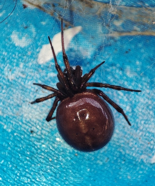 Steatoda bipunctata - kétpettyes faggyúpók
