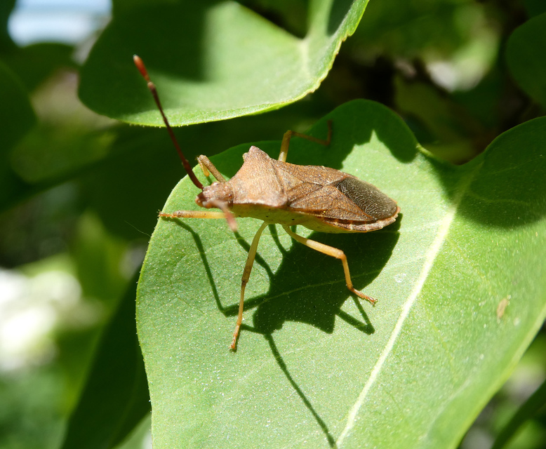 Gonocerus acuteangulatus - aranypetés karimáspoloska