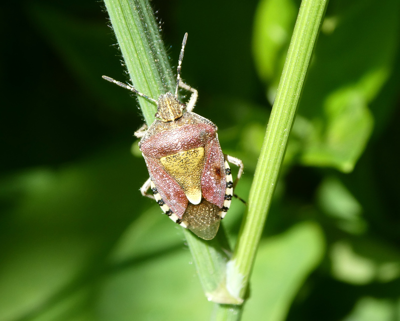 Dolycoris baccarum - közönséges bogyómászó-poloska Dolycoris baccarum - közönséges bogyómászó-poloska