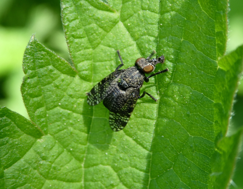 Platystoma