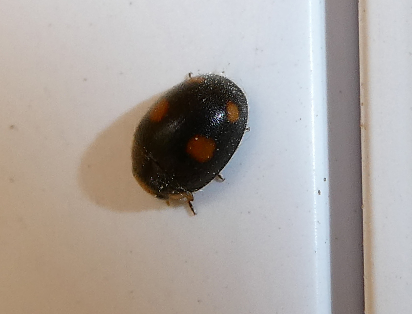 Platynaspis luteorubra - négypettyes szerecsenkata