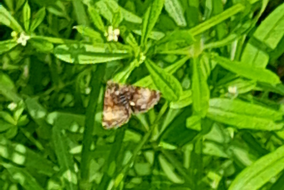 Panemeria tenebrata - apró sárgabagoly