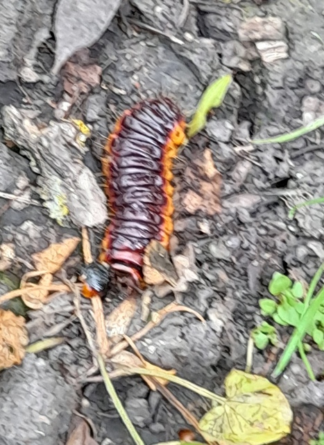 Cossus cossus - fűzfarontólepke