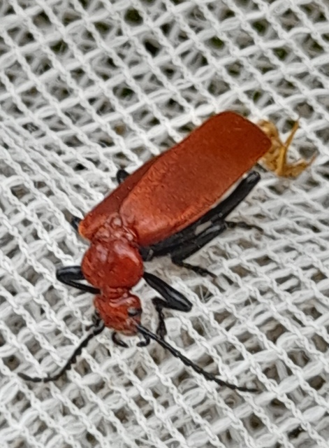 Pyrochroa serraticornis - közép-bíborbogár