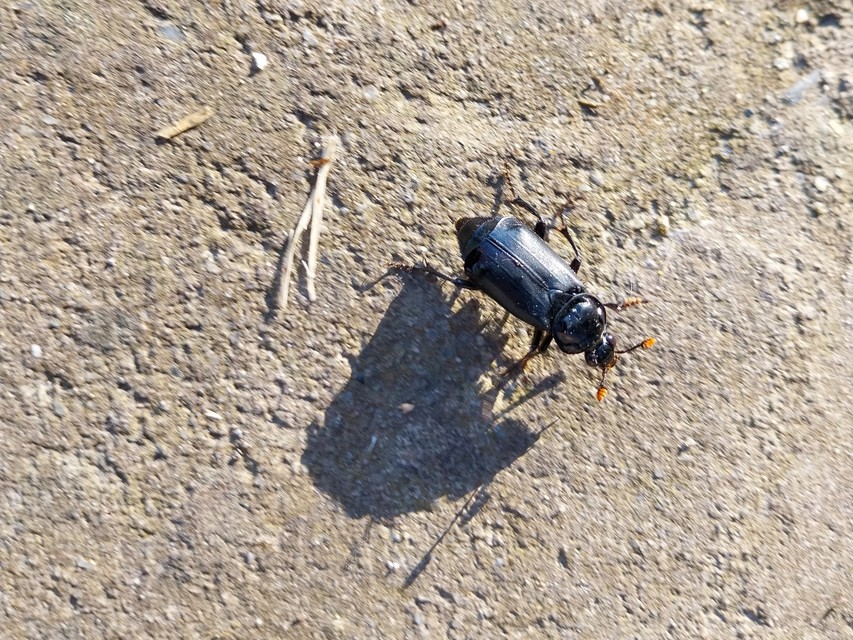 Nicrophorus humator - fekete temetőbogár