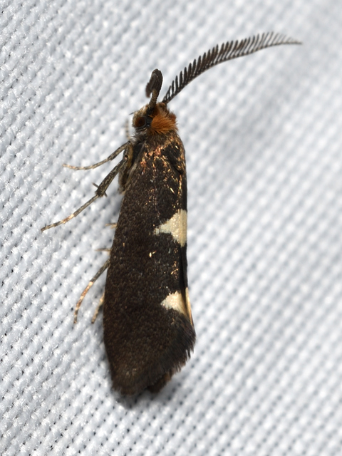 Incurvaria masculella - tölgyaknázó virágmoly