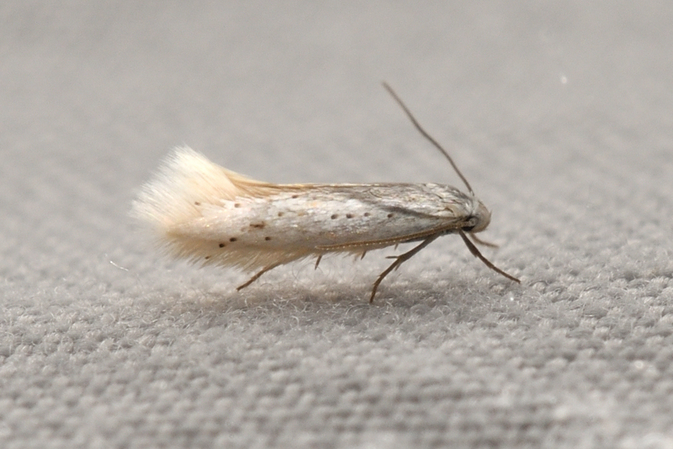 Elachista