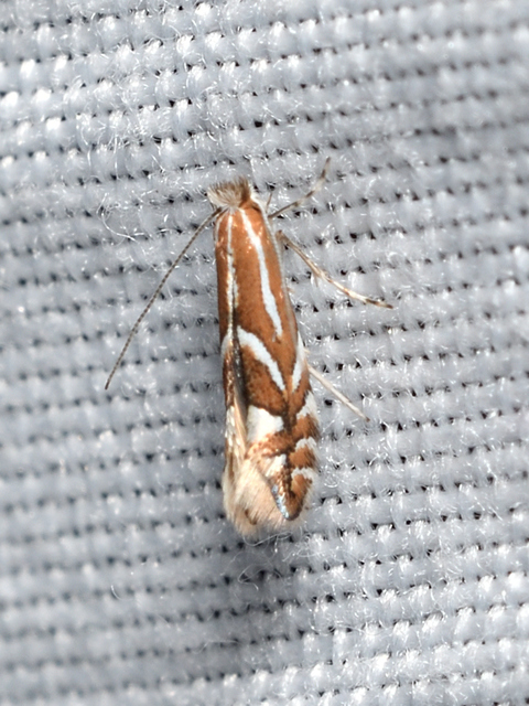 Phyllonorycter
