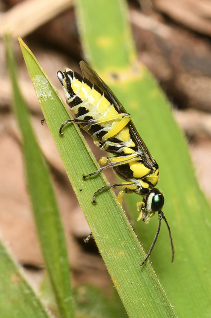 Rhogogaster chlorosoma - aranyszemű ékesdarázs