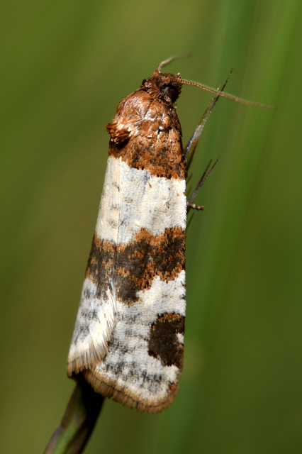 Periclepsis cinctana - galériás sodrómoly