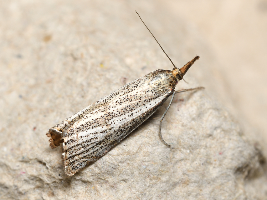 Thisanotia chrysonuchella - tavaszi fűgyökérmoly
