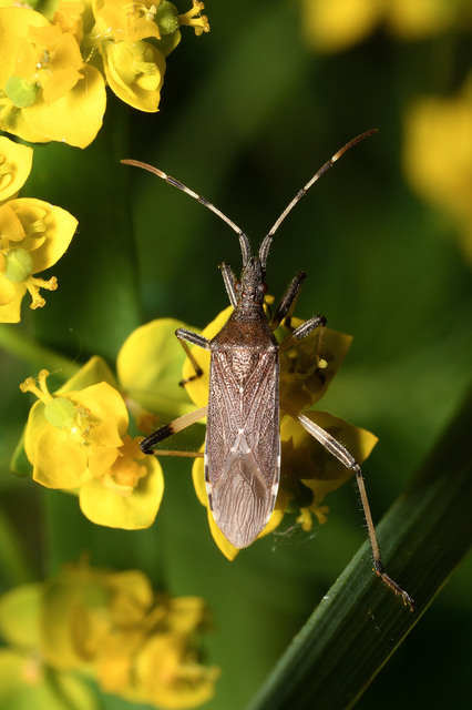Dicranocephalus