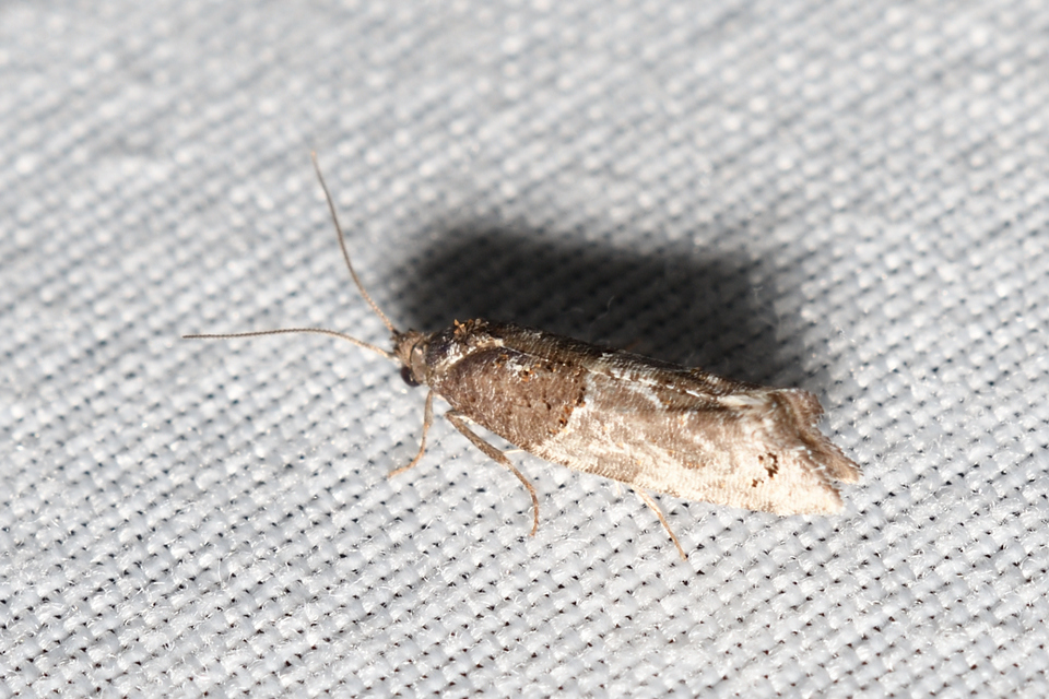 Phaneta pauperana - gyepűrózsa-tükrösmoly