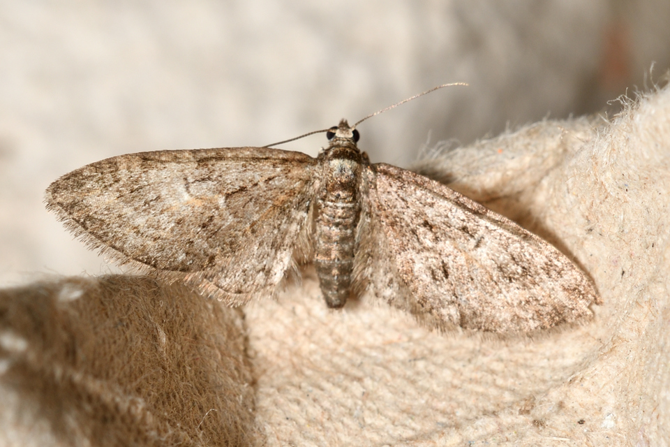 Eupithecia abbreviata - korai törpearaszoló