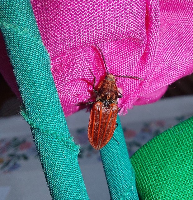Anostirus purpureus - tűzvörös pattanó