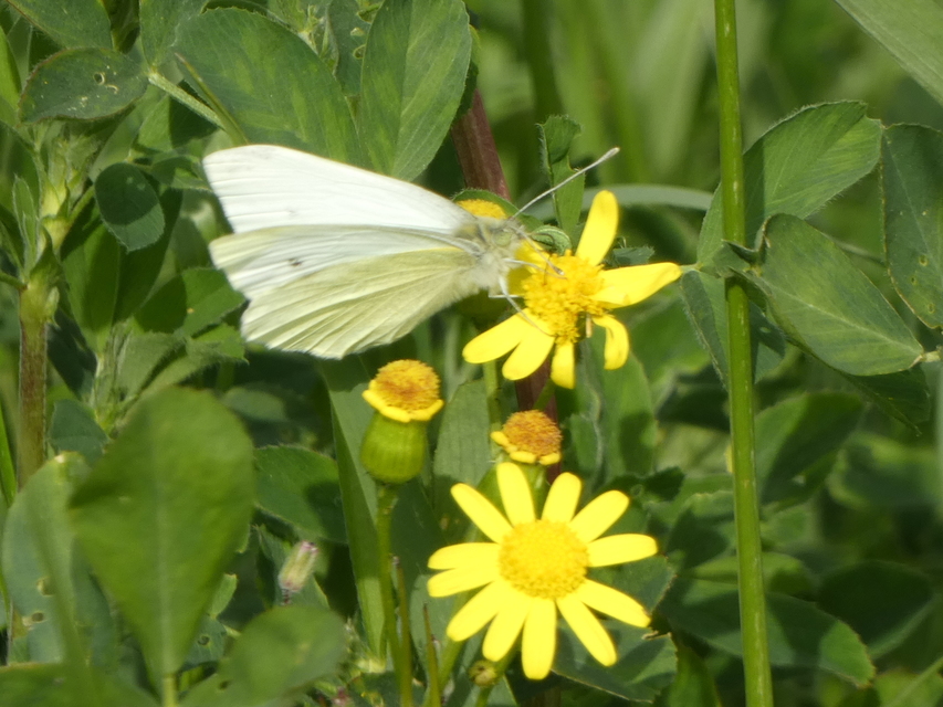 Pieris rapae - répalepke