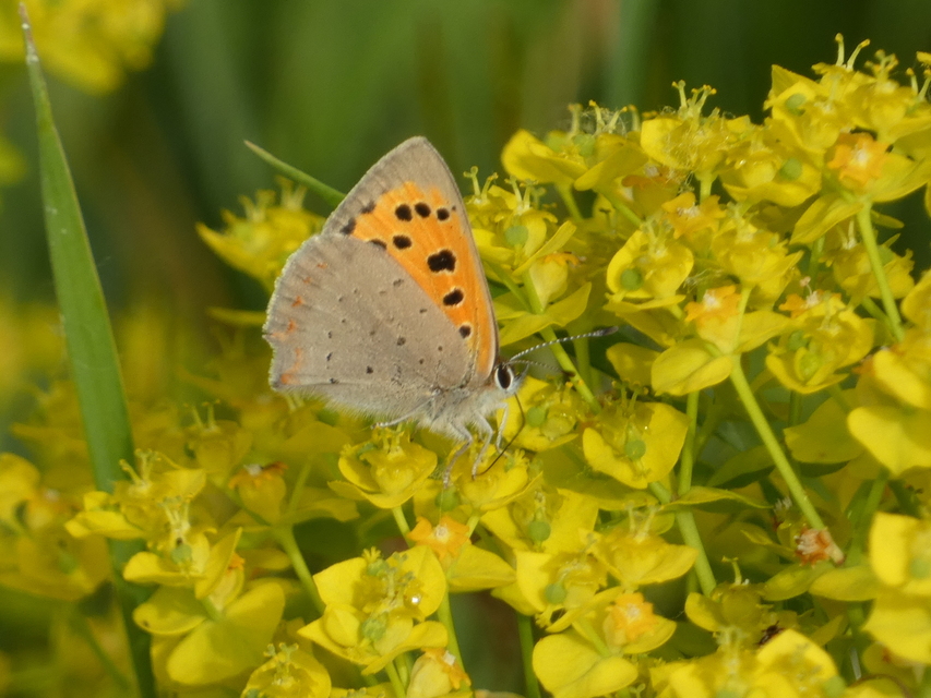Lycaena phlaeas - közönséges tűzlepke