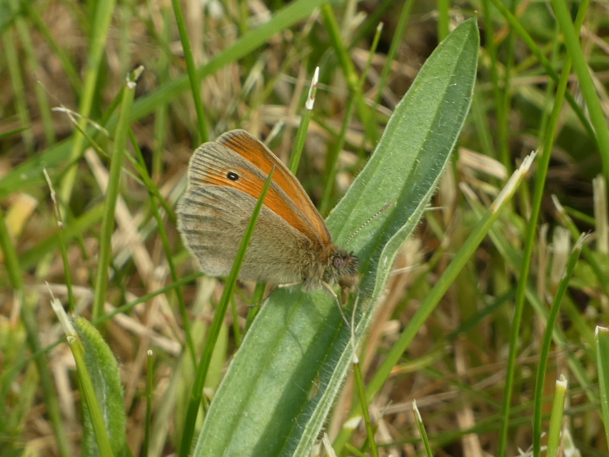 Coenonympha pamphilus - kis szénalepke