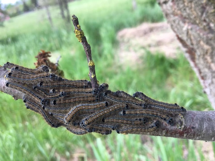 Malacosoma neustria - gyűrűsszövő
