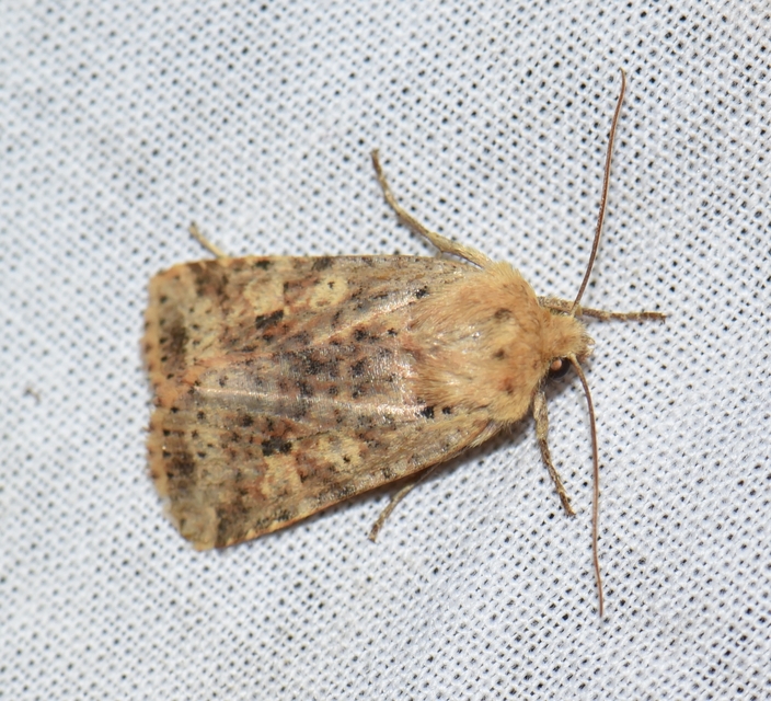 Conistra rubiginea - vörös őszibagoly