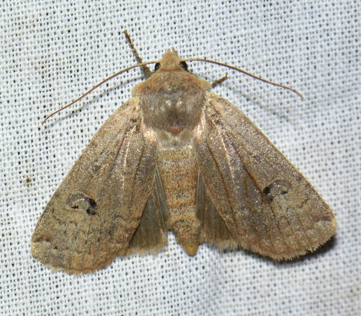 Conistra erythrocephala - vörösfejű őszibagoly