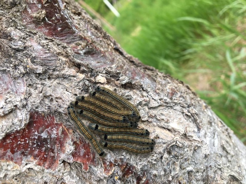 Malacosoma neustria - gyűrűsszövő