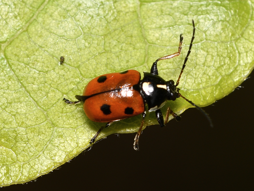 Cryptocephalus cordiger - szíves zömökbogár