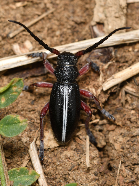 Dorcadion pedestre - kétsávos gyalogcincér