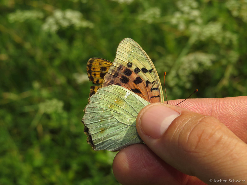 Argynnis pandora - zöldes gyöngyházlepke