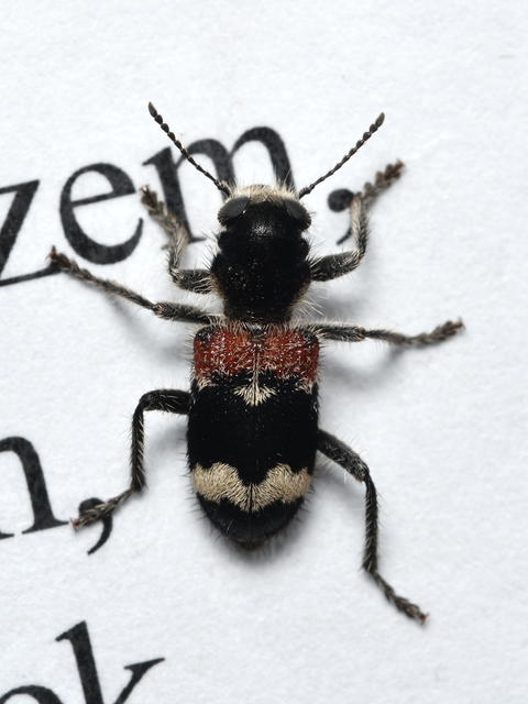 Clerus mutillarius - feketenyakú szúfarkas