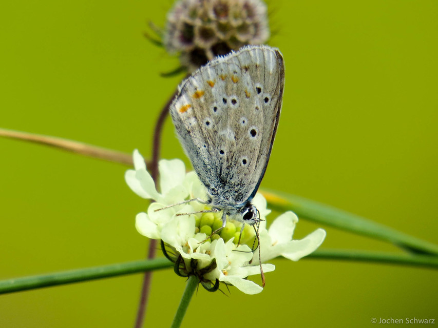 Polyommatus dorylas - fénylő boglárka