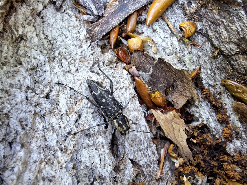 Xylotrechus rusticus - egérszínű darázscincér