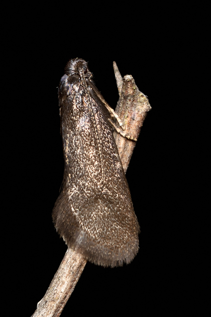Lypusa