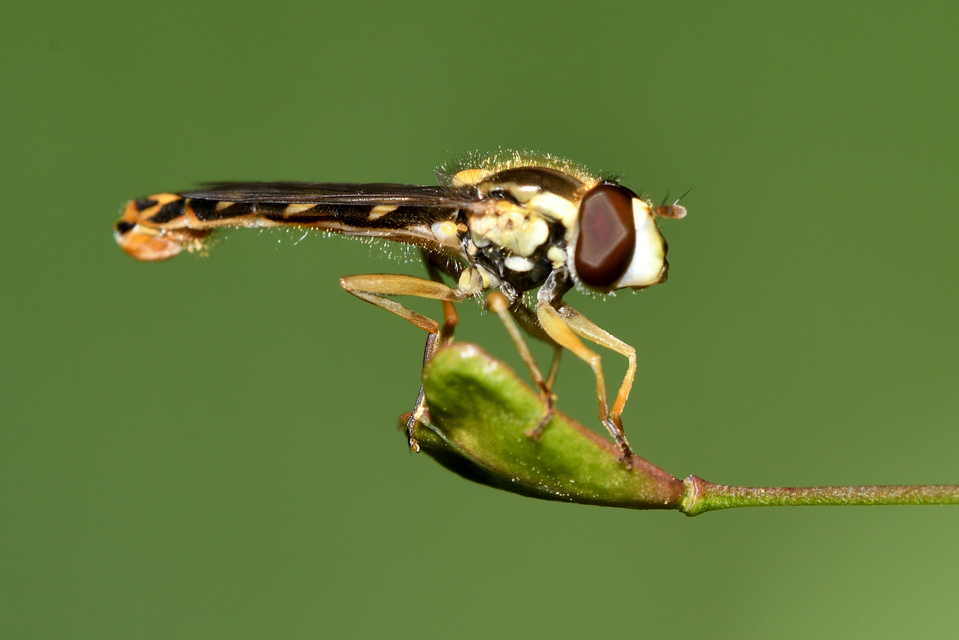 Sphaerophoria