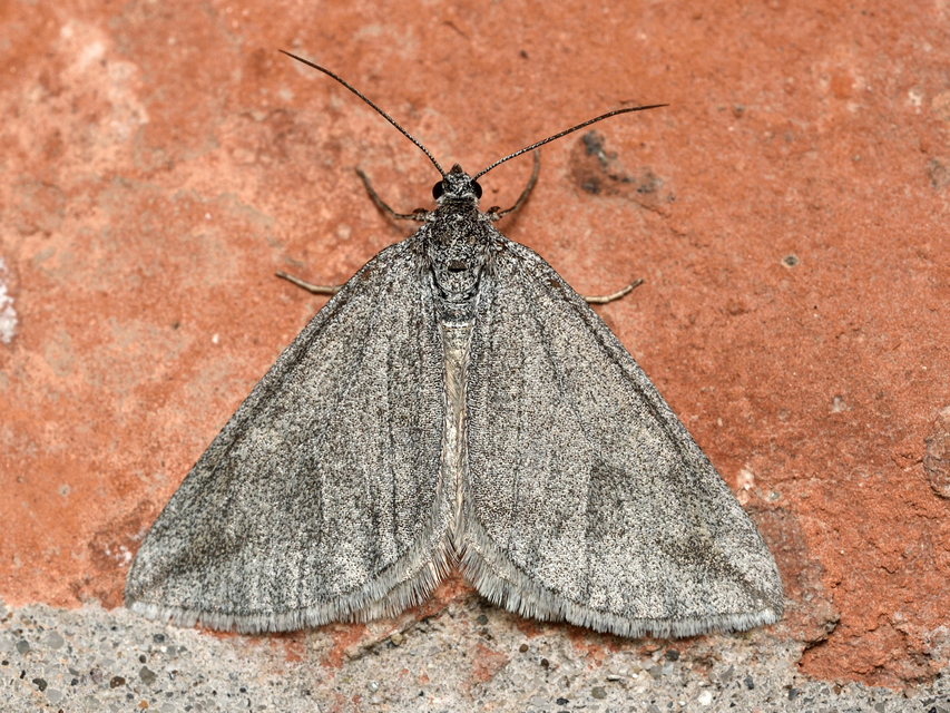 Lithostege griseata - szürke araszoló