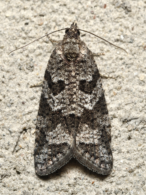 Cnephasia
