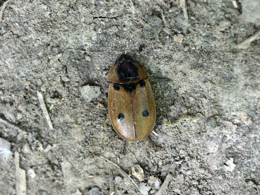 Dendroxena quadrimaculata - négypettyes dögbogár