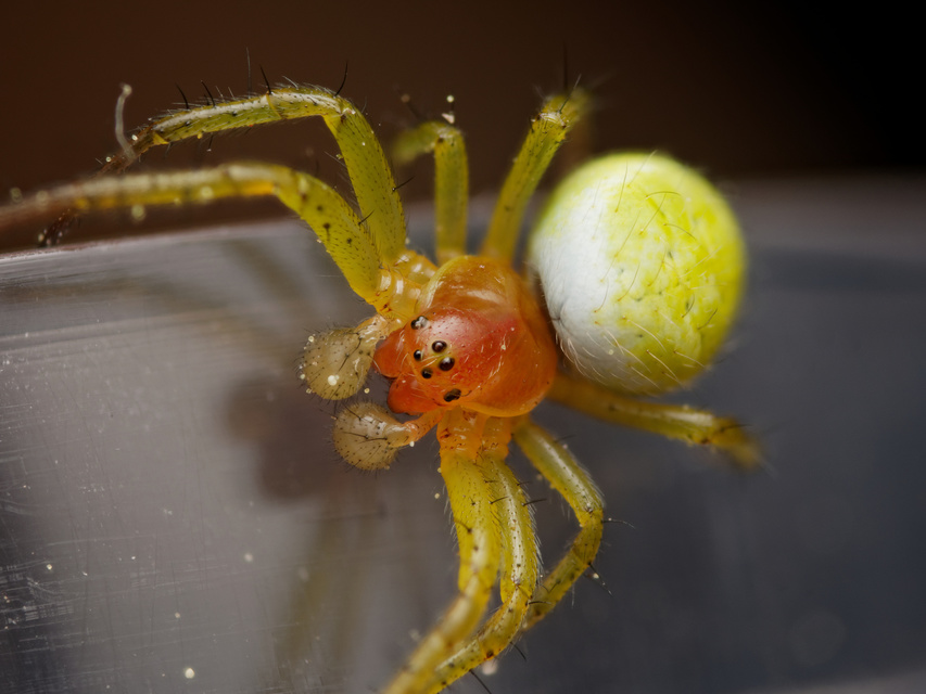 Araniella cucurbitina/opisthographa