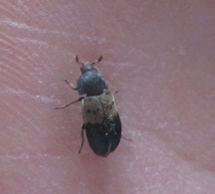 Dermestes lardarius - szalonnaporva Dermestes lardarius - szalonnaporva